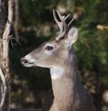 North American Whitetail Deer