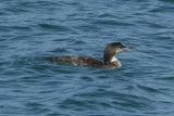 Pacific Loon