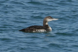 Pacific Loon 2