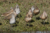 Marbled Godwits