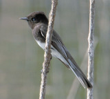 Black Phoebe