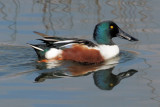 Northern Shoveler male