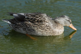 Mallard female