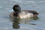 Greater Scaup male