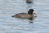 Greater Scaup female