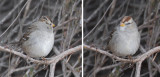 White-crowned Sparrow