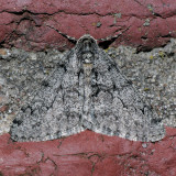 6659 Toothed Phigalia - Phigalia denticulata