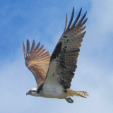 Osprey