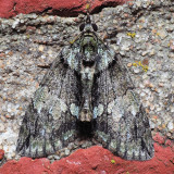 7237 Transfigured Hydriomena - Hydriomena transfigurata