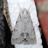 9205 Cottonwood Dagger - Acronicta lepusculina