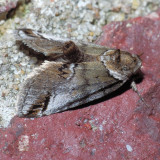 8973 Small Baileya - Baileya australis
