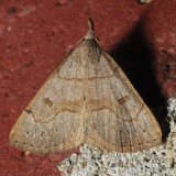 8355 Morbid Owlet - Chytolita morbidalis