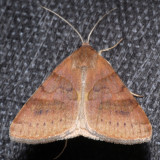 8738  Clover Looper - Caenurgina crassiuscula