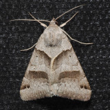 8739 Forage Looper - Caenurgina erechtea