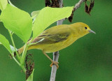 Yellow Warbler female