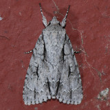 9238 Lobelia Dagger - Acronicta lobeliae