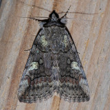 8873 Similar Underwing - Catocala similis