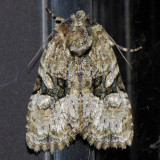 9404 Black-banded Brocade - Oligia modica