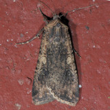 10223 The Nutmeg Moth - Discestra trifolii