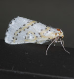 6851 Philtraea monillata