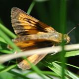  Delaware Skipper - Anatrytone logan