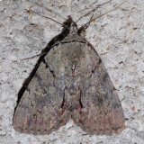 8869 Alabama Underwing - Catocala alabamae