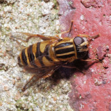 Helophilus fasciatus