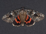 8801 Ilia Underwing - Catocala ilia