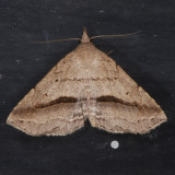 8491 Lost Owlet - Ledaea perditalis