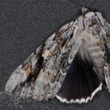 8793 Sad Underwing - Catocala maestosa