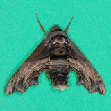 7870 Abbott's Sphinx - Sphecodina abbotti