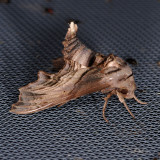 7870 Abbott's Sphinx - Sphecodina abbotti