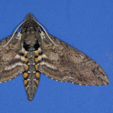 7775 Carolina Sphinx - Manduca sexta