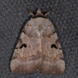 8842 Married Underwing - Catocala nuptialis