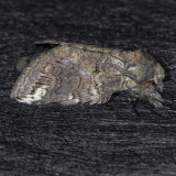 7983 Oblique Heterocampa - Heterocampa obliqua