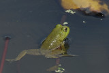 Small Bullfrog