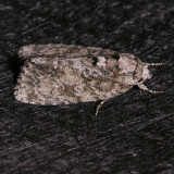 9251 Retarded Dagger - Acronicta retardata