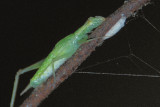 Tree Cricket nymph