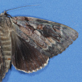 8787 Agrippina Underwing - Catocala agrippina
