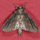 10059 Brown-lined Sallow - Homohadena badistriga