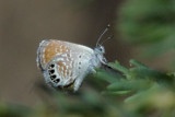 Western Pygmy Blue