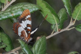 Lorquin's Admiral