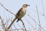Mockingbird Juvenile