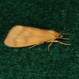 8121 Orange Holomelina - Holomelina aurantiaca