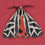 8194  Phyllira Tiger - Grammia phyllira