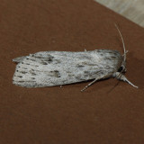 9272 Smeared Dagger - Acronicta oblinita