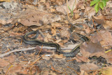 Garter Snake