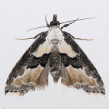8440 Thin-winged Owlet - Nigetia formosalis