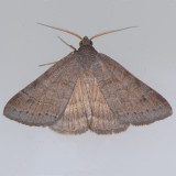 8733 Vetch Looper - Caenurgia chloropha