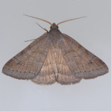 8733  Vetch Looper - Caenurgia chloropha